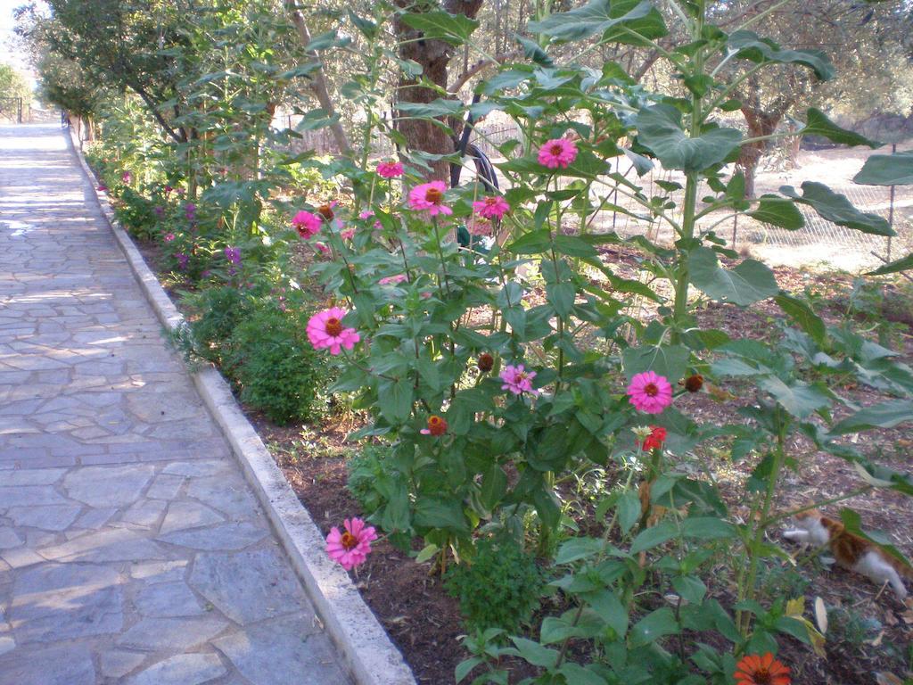 פטרה Vasiliki Studios מראה חיצוני תמונה